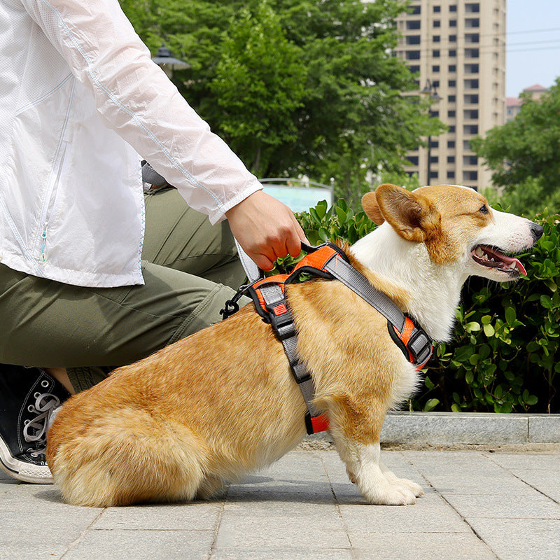 Dog Hand Holding Rope Vest Dog Chest Strap shown on a Corgi in vibrant orange, perfect for safe walks and adventures.